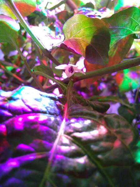 img_20171106_223625.jpg img_20171106_223625.jpg