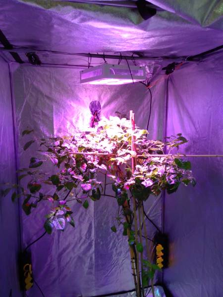 img_20171106_223518.jpg img_20171106_223518.jpg